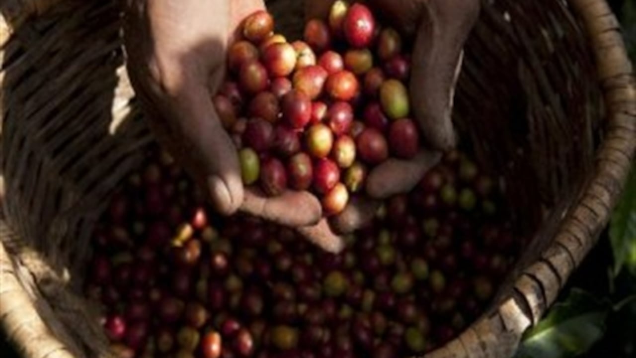 El nivel de infección del hongo de la roya del café, pasó del 85% en el 2010 al 27% en este año.