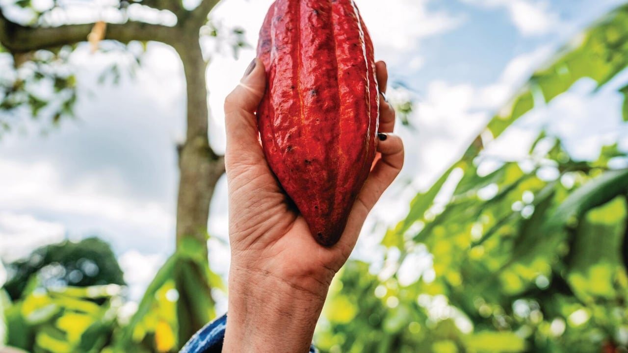 Cacao colombiano: un producto que hoy conecta al campo con mercados internacionales y mayores oportunidades de valor. Foto: Getty Images