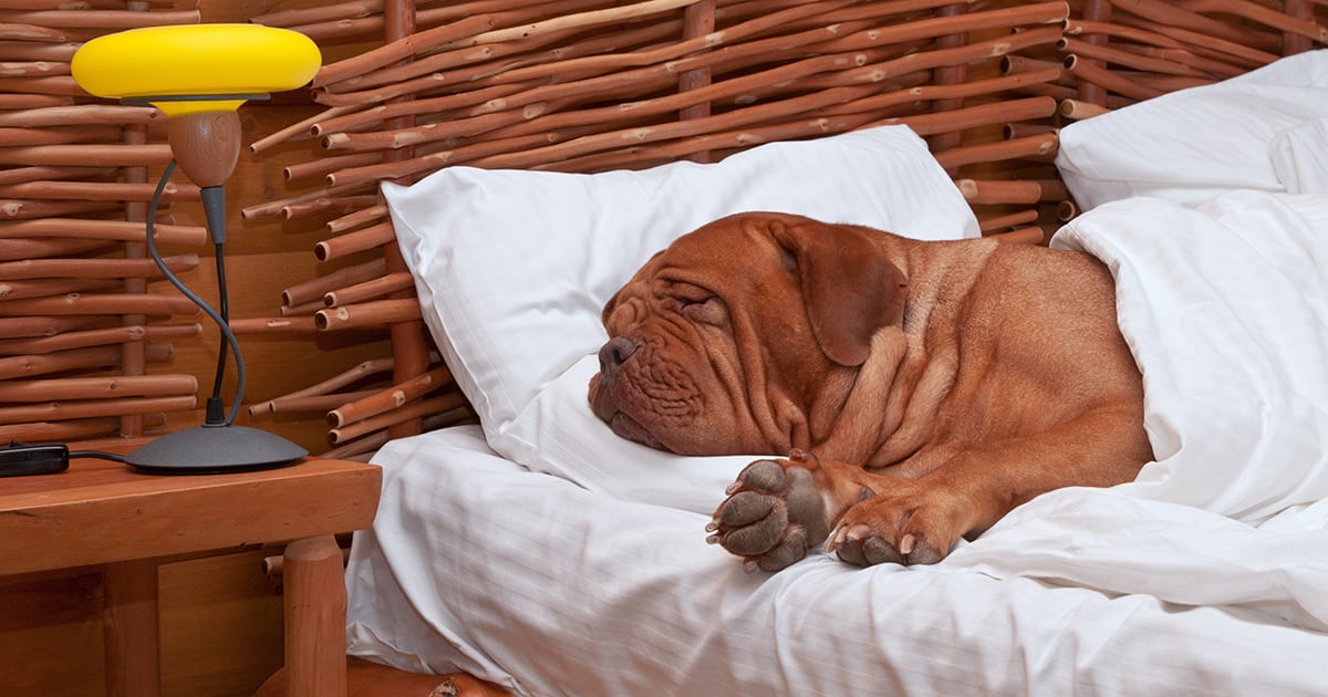 Las cámaras son una ayuda para saber exactamente qué es lo que está haciendo tu perro cuando no estás en casa. 