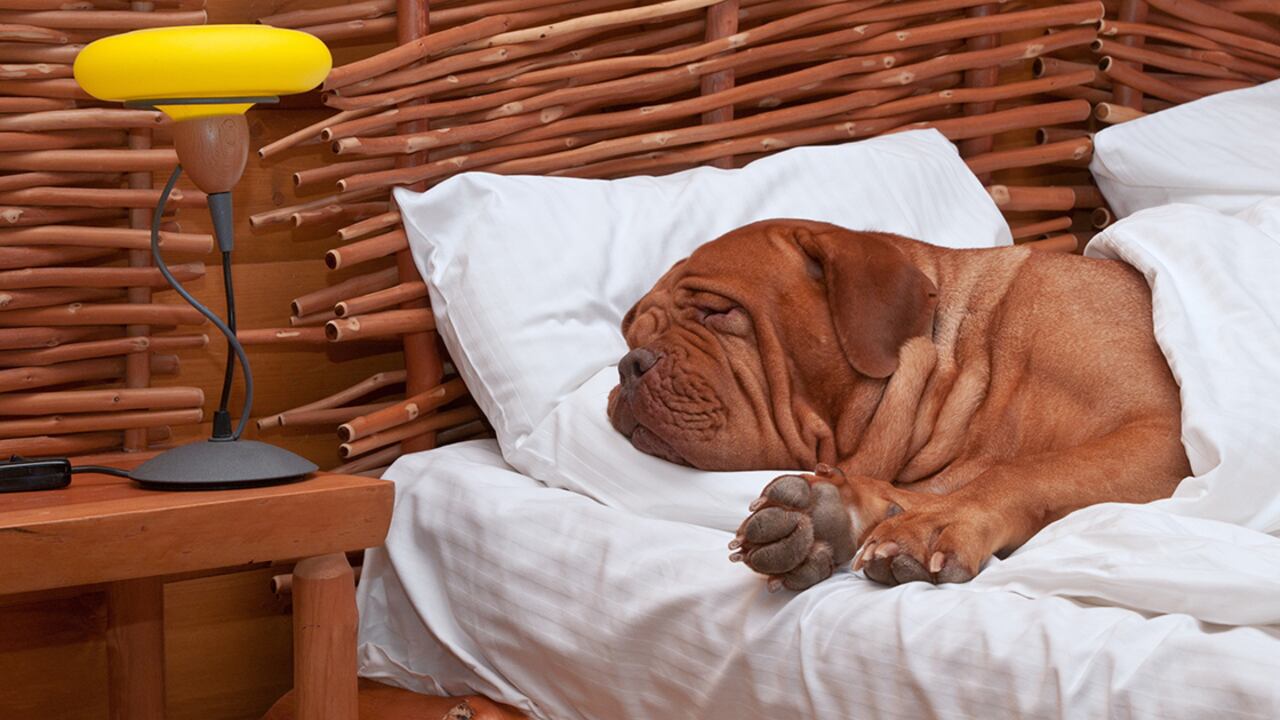 Abrigar a su perro puede evitarle algunas enfermedades de gravedad.