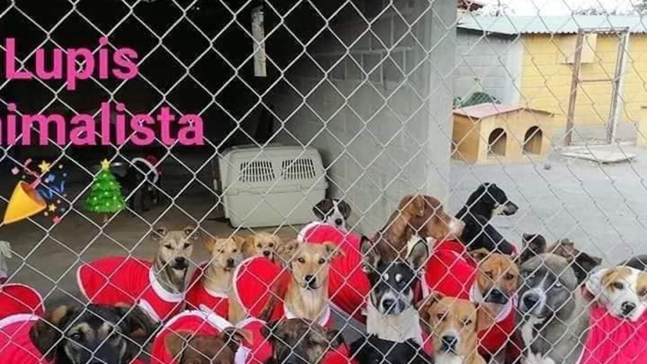 Los perritos celebraron la Navidad desde el refugio.