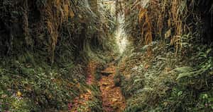 Sendero cubierto de flores de mayo.