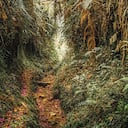 Sendero cubierto de flores de mayo.