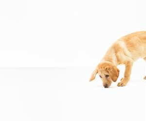 Curioso perro golden retriever cachorro olfateando el piso