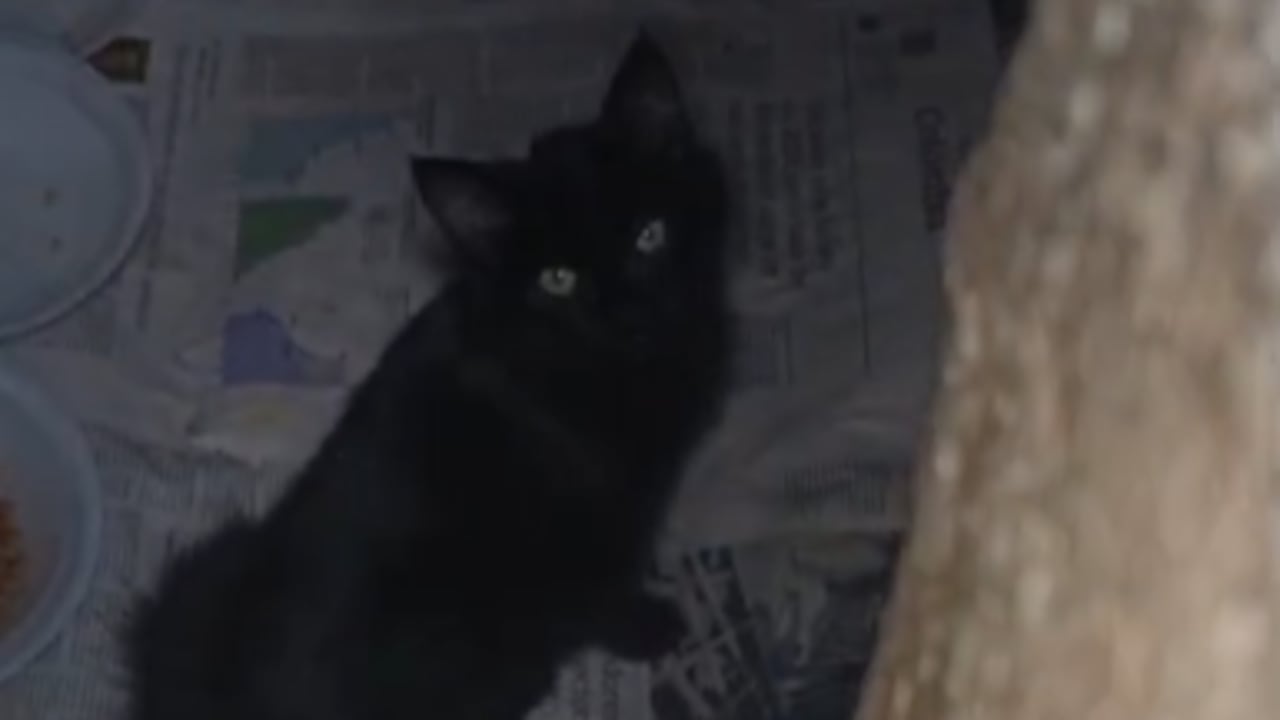 Gato en el Cementerio Central.