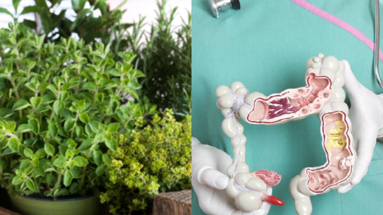 Estas plantas deben ir acompañadas de una alimentación balanceada y ejercicio diario.