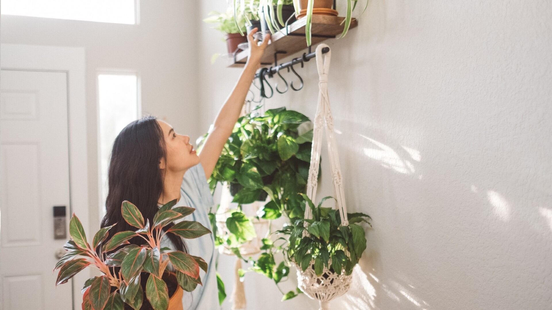 Muchas de estas plantas se les atribuye un poder invisible que, por pasión por la jardinería o por creencia, conviene conocer.