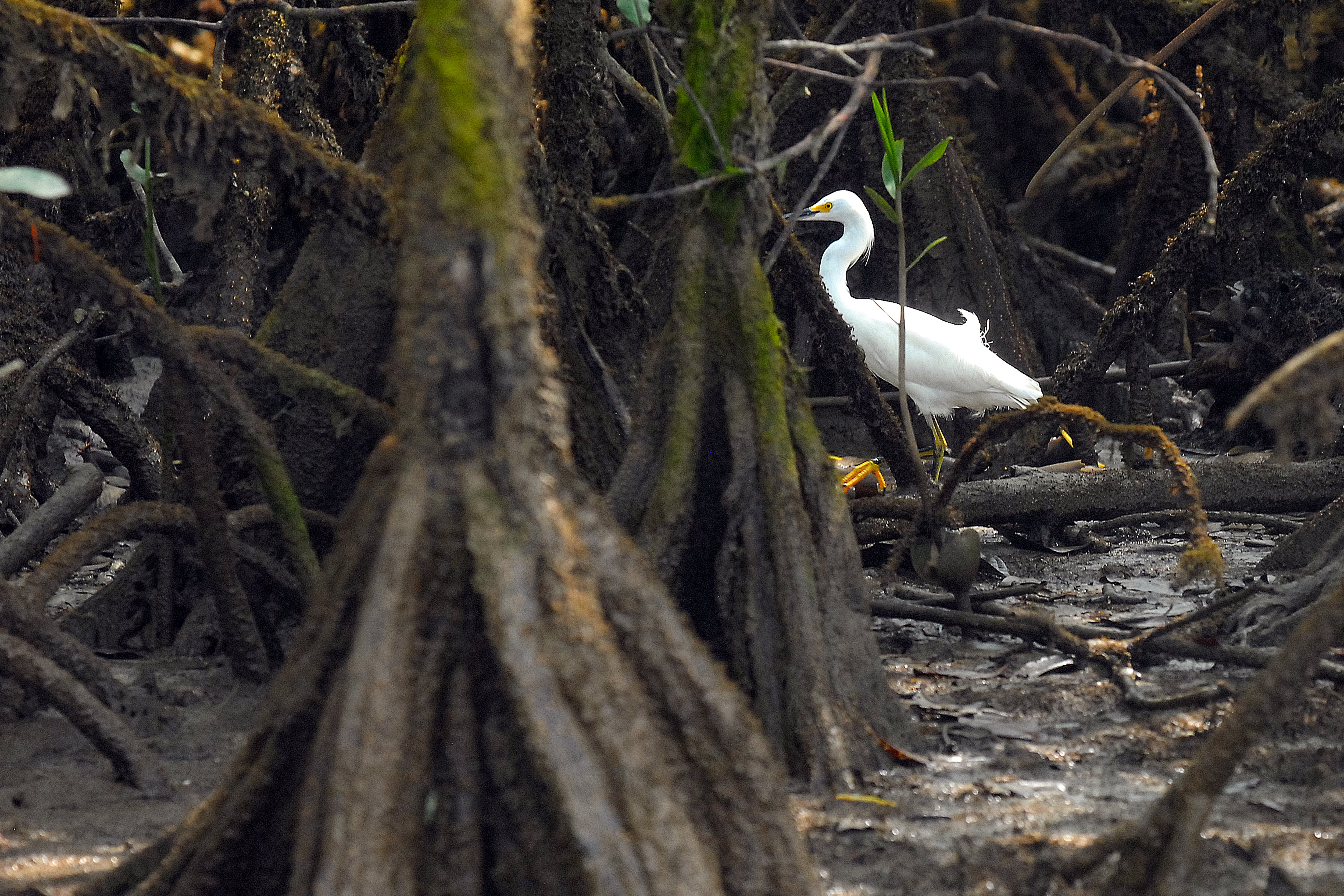 El pacífico colombiano, con sus paisajes de selva húmeda, sus playas, su gastronomía y su biodiversidad, son el sitio turístico, cultural y gastronómico, que atrae a miles de visitantes cada año.