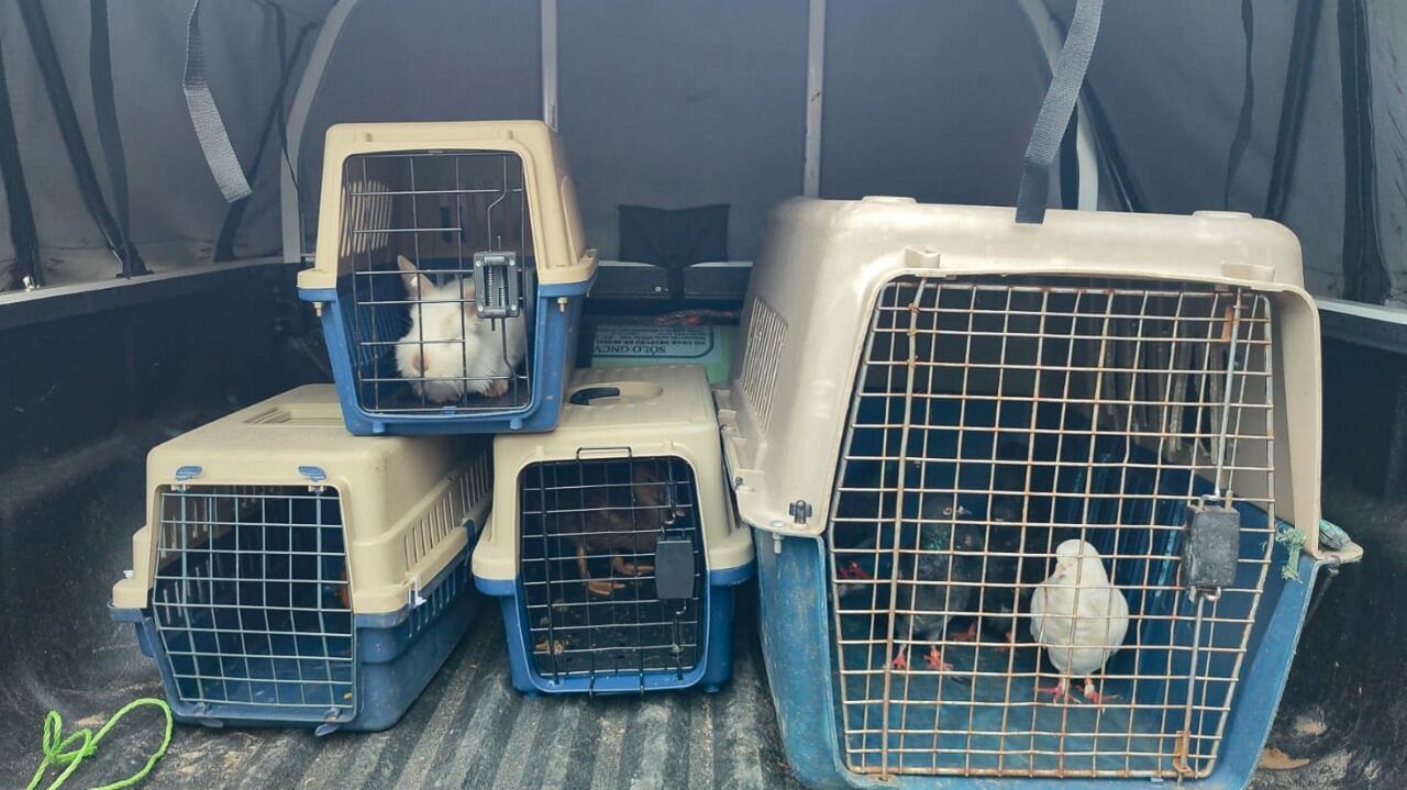 La comercialización de animales vivos en plazas de mercado está prohibida.