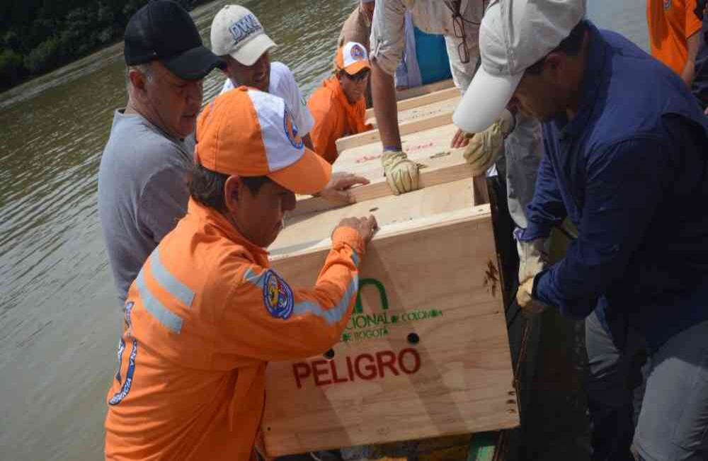 Liberación de un cocodrilo llanero a su hábitat en el río Guayabero