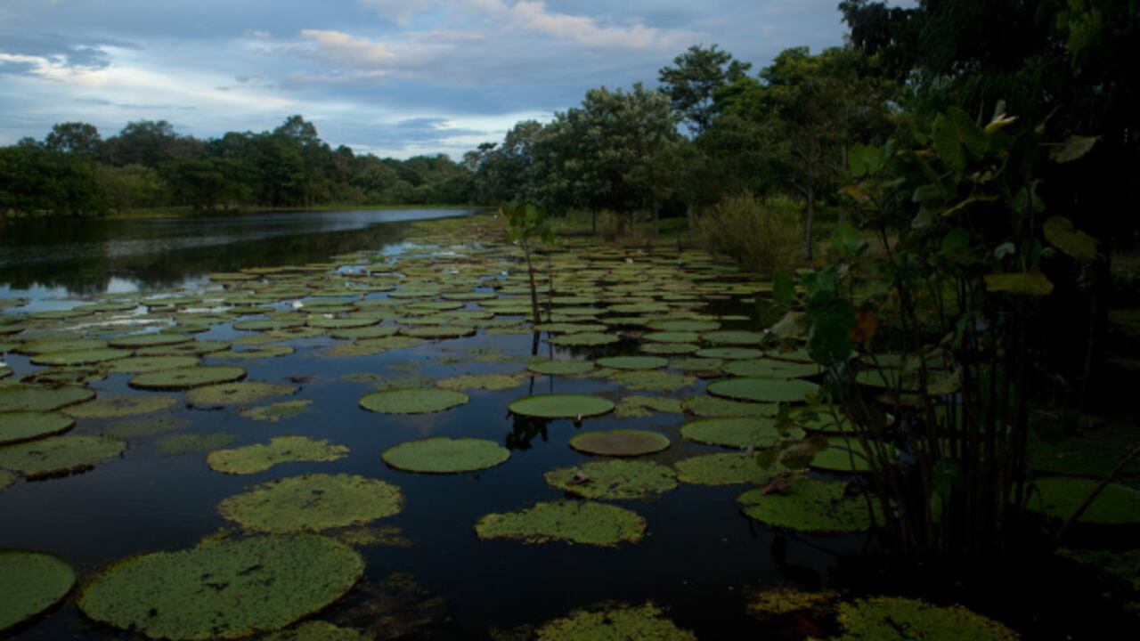 LA SELVA ESTÁ CON LLAVE.
A pesar de que hay una zona estratégica minera en 17,5 millones de hectáreas en la Amazonia y el Chocó, allí no se pueden dar títulos sin que el Ministerio de Ambiente haga el ordenamiento de la región.