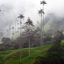 El Valle del Cocora (Salento, Quindo), Colombia. (Foto de: Fetze Weestra/VW PICS/Universal Images Group vía Getty Images)