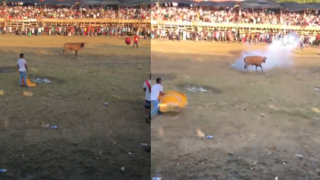 Toro atacado con pólvora en corralejas de Necoclí, Antioquia.