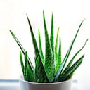 Colocar la Aloe Vera en distintos sitios del hogar puede abrir las puertas a un flujo positivo de energía y éxito.