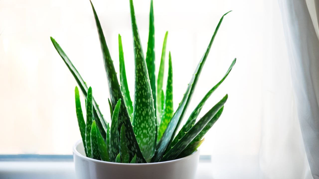 Colocar la Aloe Vera en distintos sitios del hogar puede abrir las puertas a un flujo positivo de energía y éxito.