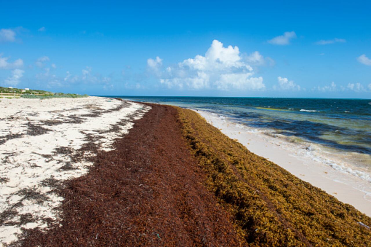 Así fue el origen del Gran Cinturón Atlántico de Sargazos.
