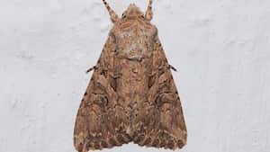 Las polillas de la ropa pueden ser un problema molesto en cualquier hogar, pero con las estrategias adecuadas, es posible eliminarlas y prevenir futuras infestaciones.