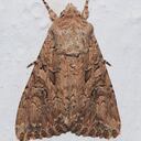 Las polillas de la ropa pueden ser un problema molesto en cualquier hogar, pero con las estrategias adecuadas, es posible eliminarlas y prevenir futuras infestaciones.