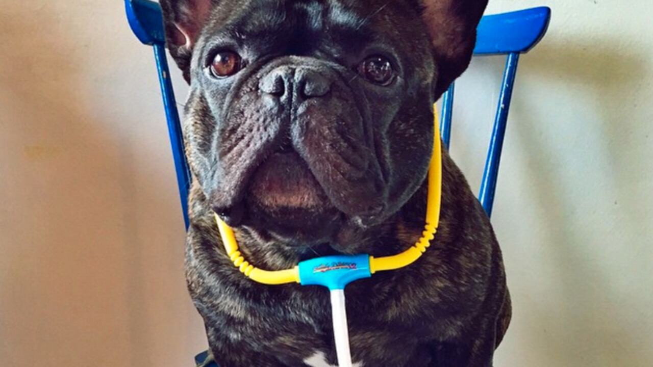 @bossthefrenchbulldog/ Seguidores: 185k. Este bulldog francés sueco se caracteriza por ser “el jefe” de todas las fotos. Su cara arrugada le permite expresarse de diferentes maneras. Su rostro particular es el protagonista de su perfil.