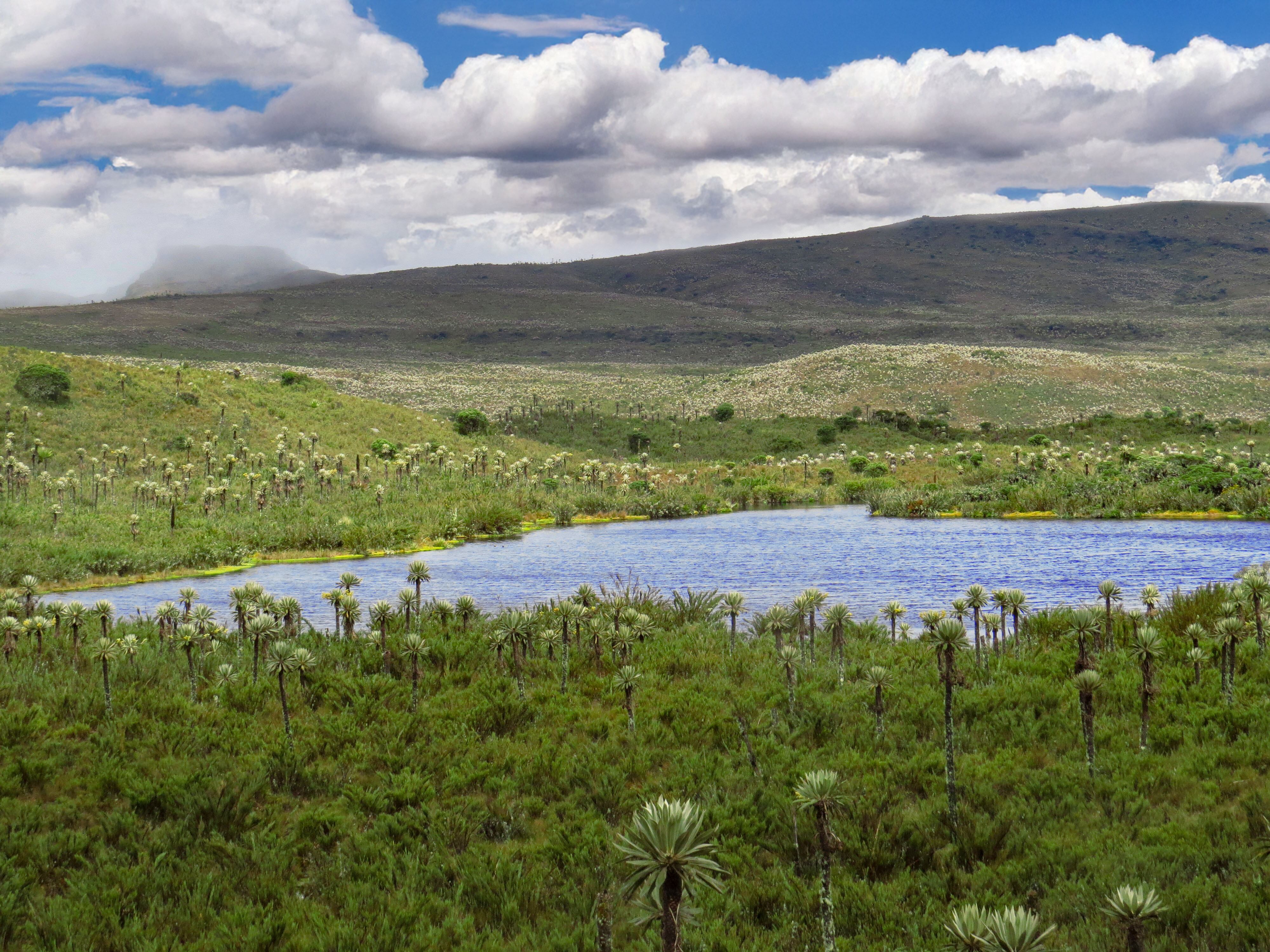 CORPOGUAVIO explicó que los páramos funcionan como grandes esponjas naturales.