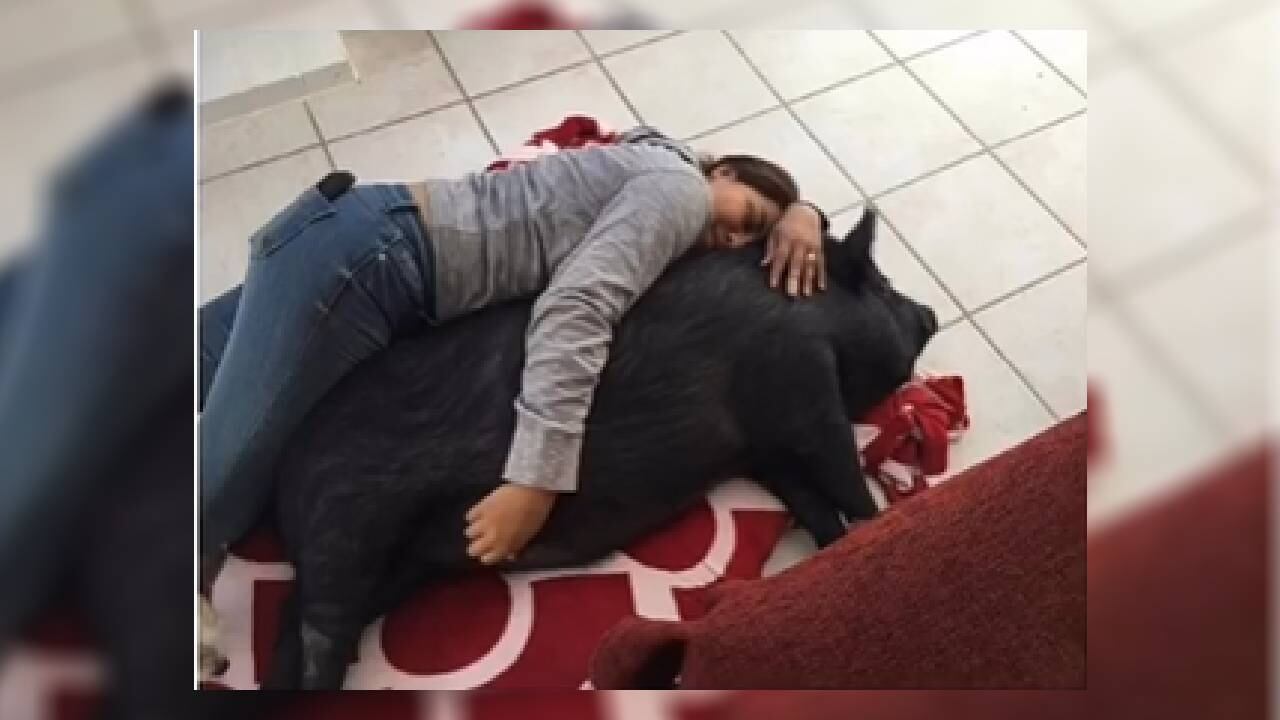 El minicerdo alcanzó el tamaño de un porcino promedio.