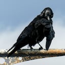 Las aves transforman sus plumas para regular mejor su temperatura en un planeta más cálido.