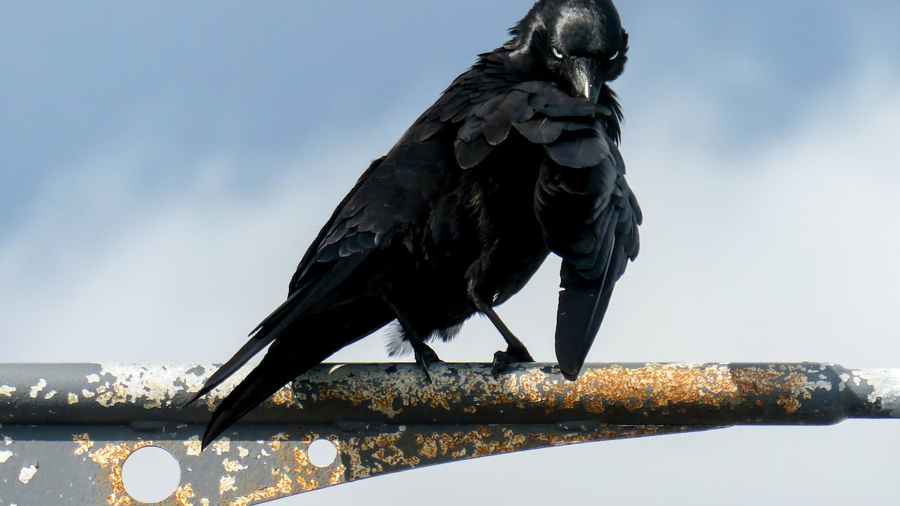 Científicos advierten que las aves evolucionan para resistir el calor generado por el ser humano.