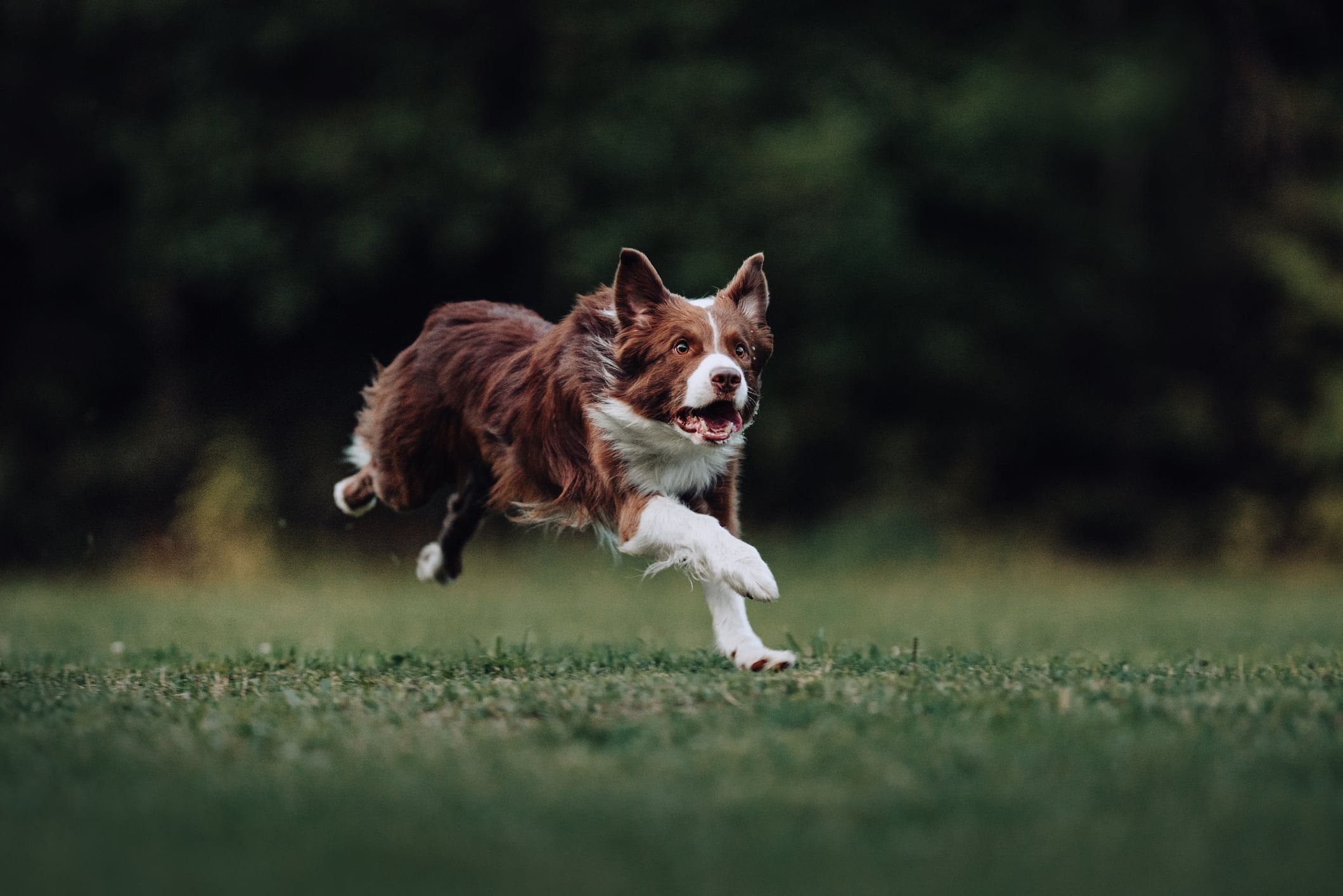 ¿Cómo se ve el TDAH en perros?