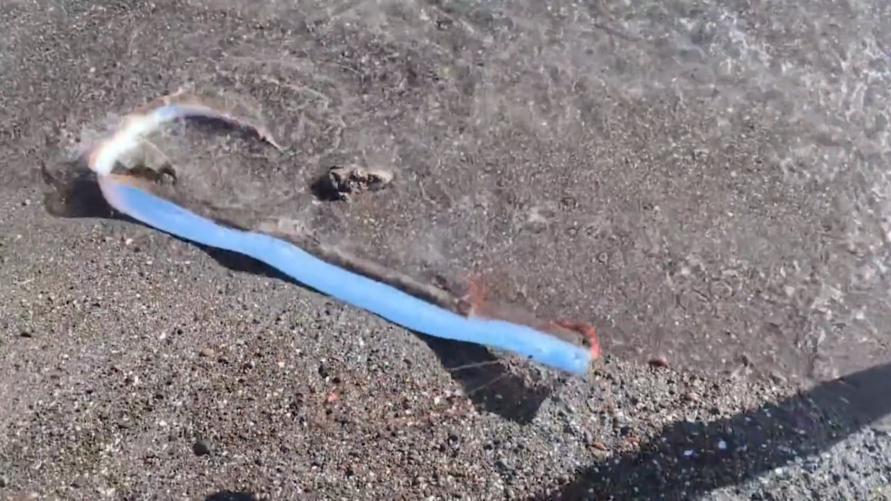 El pez remo fue hallado en una playa