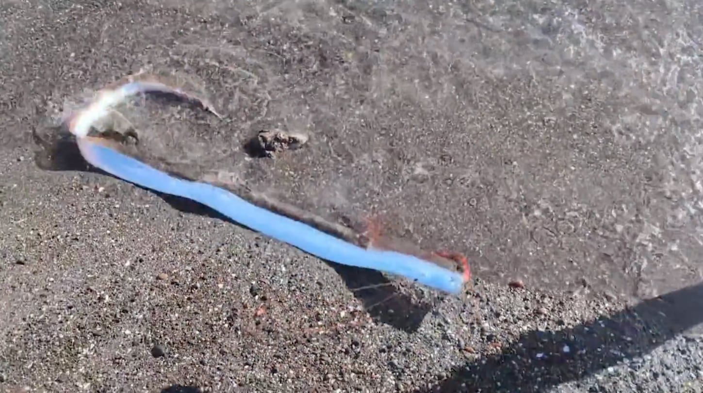 El pez remo fue hallado en una playa