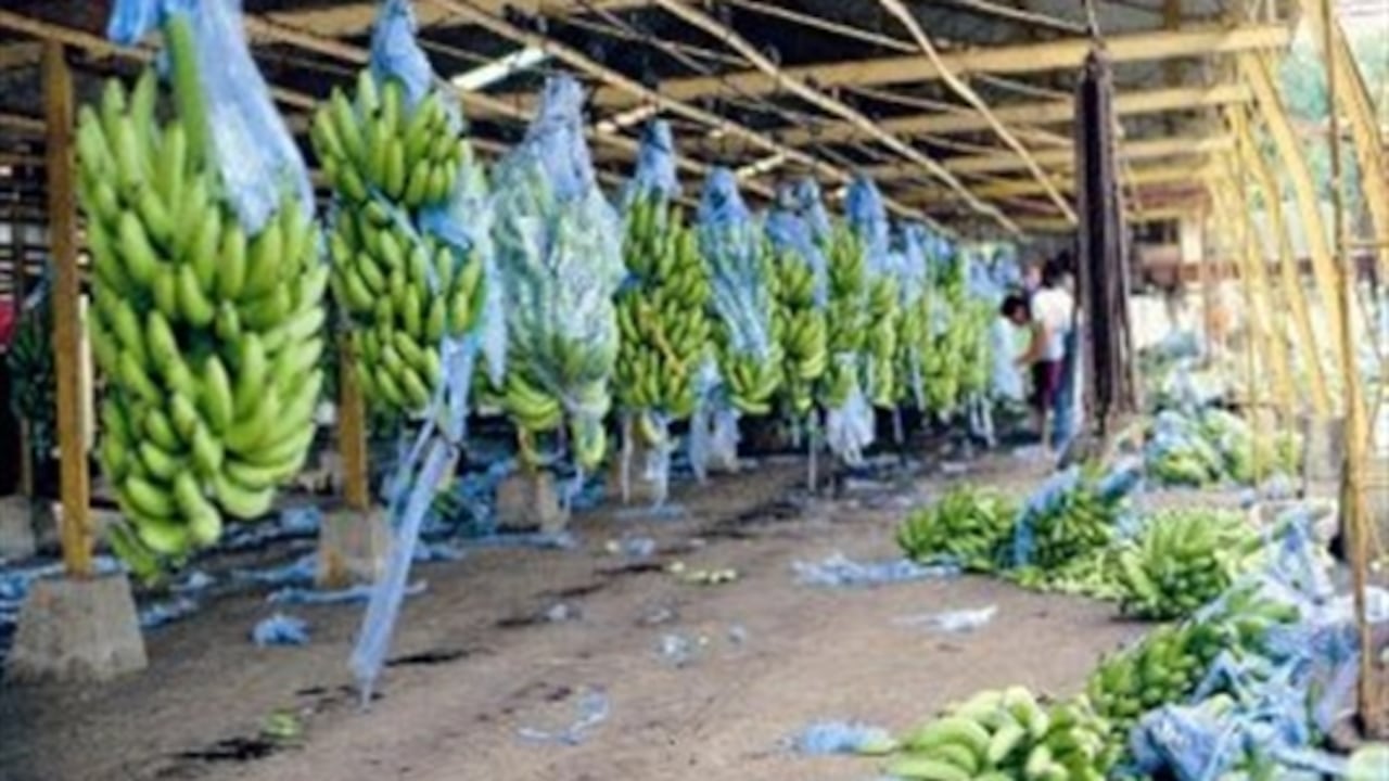El banano es el tercer renglón de exportaciones colombianas por detrás del café y las flores.