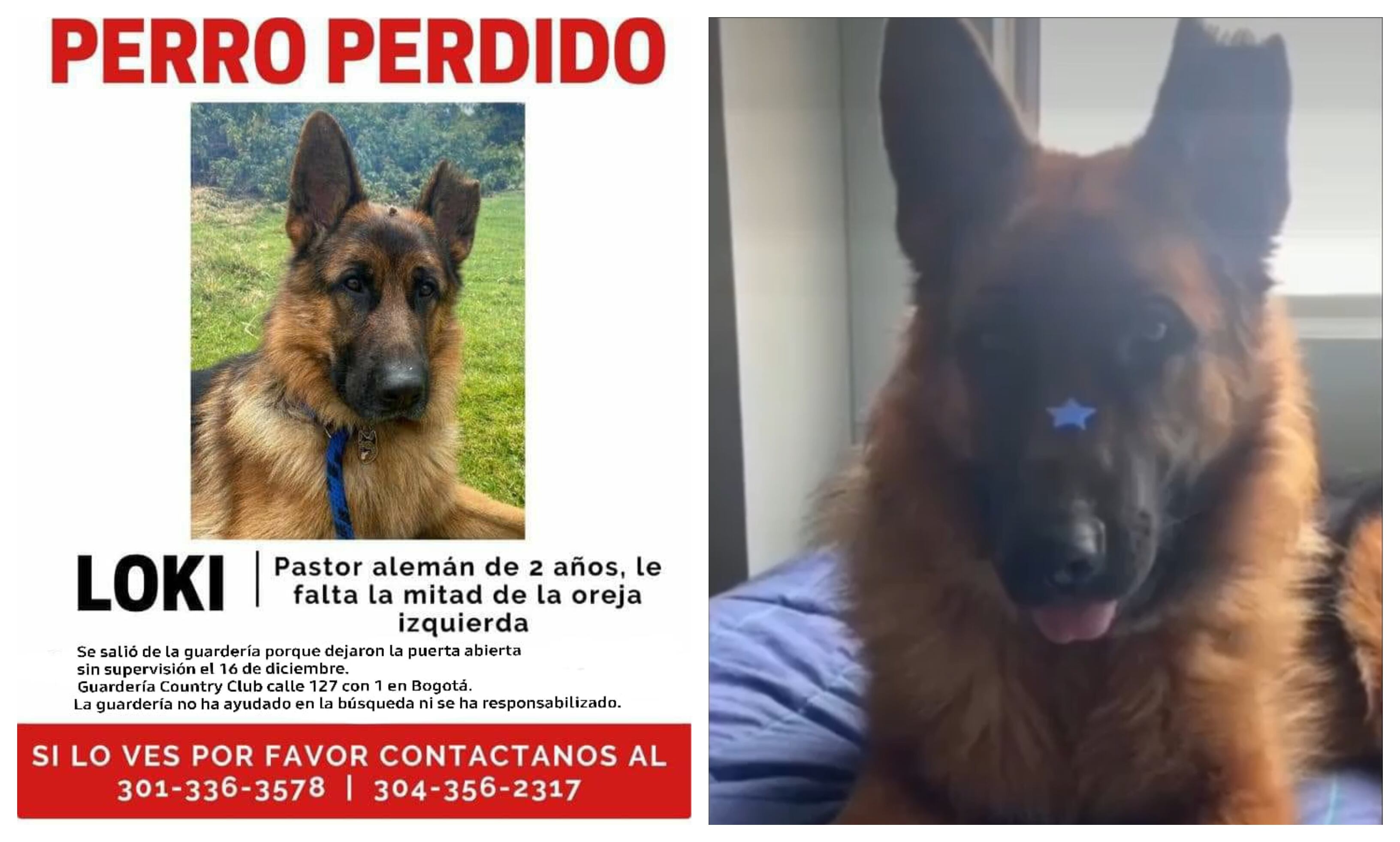 Se busca a Loki: “el sol” de un hogar que espera su regreso