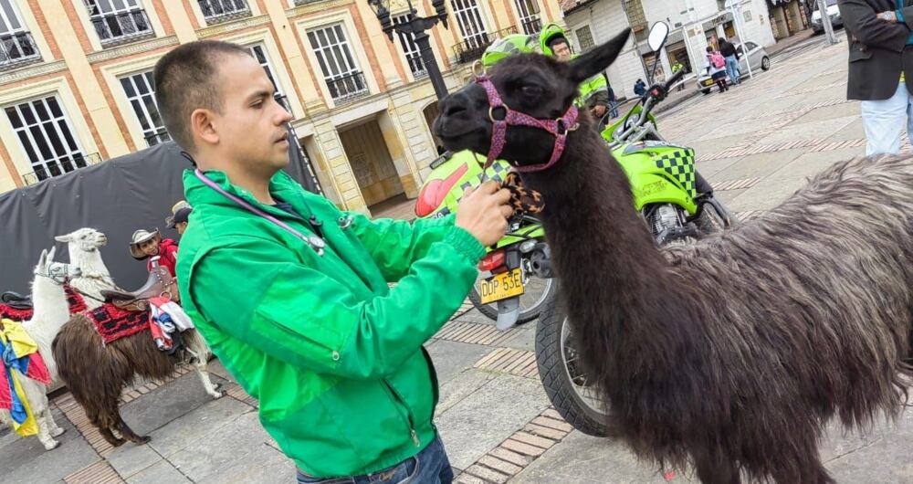 Una de las llamas aprehendidas en la Plaza de Bolívar