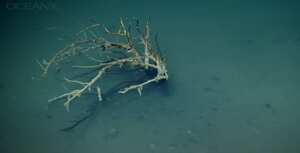 Aunque la salmuera aniquila casi toda forma de vida, algunos microbios extremófilos han logrado adaptarse, ofreciendo claves importantes para la búsqueda de vida en otros planetas.