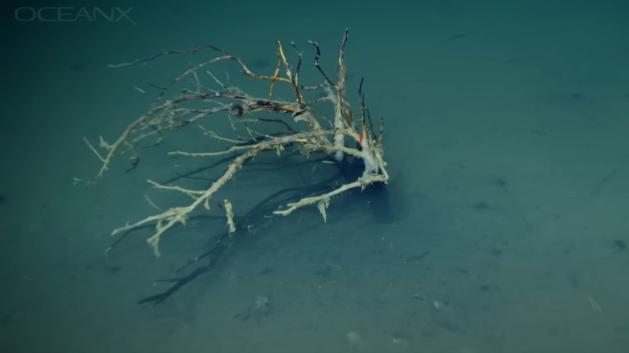 En el interior de la "piscina de la muerte", científicos descubrieron una comunidad de microbios extremófilos que logran sobrevivir en este ambiente letal, lo que abre nuevas preguntas sobre los límites de la vida.