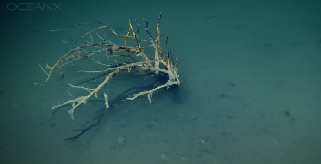 En el interior de la "piscina de la muerte", científicos descubrieron una comunidad de microbios extremófilos que logran sobrevivir en este ambiente letal, lo que abre nuevas preguntas sobre los límites de la vida.