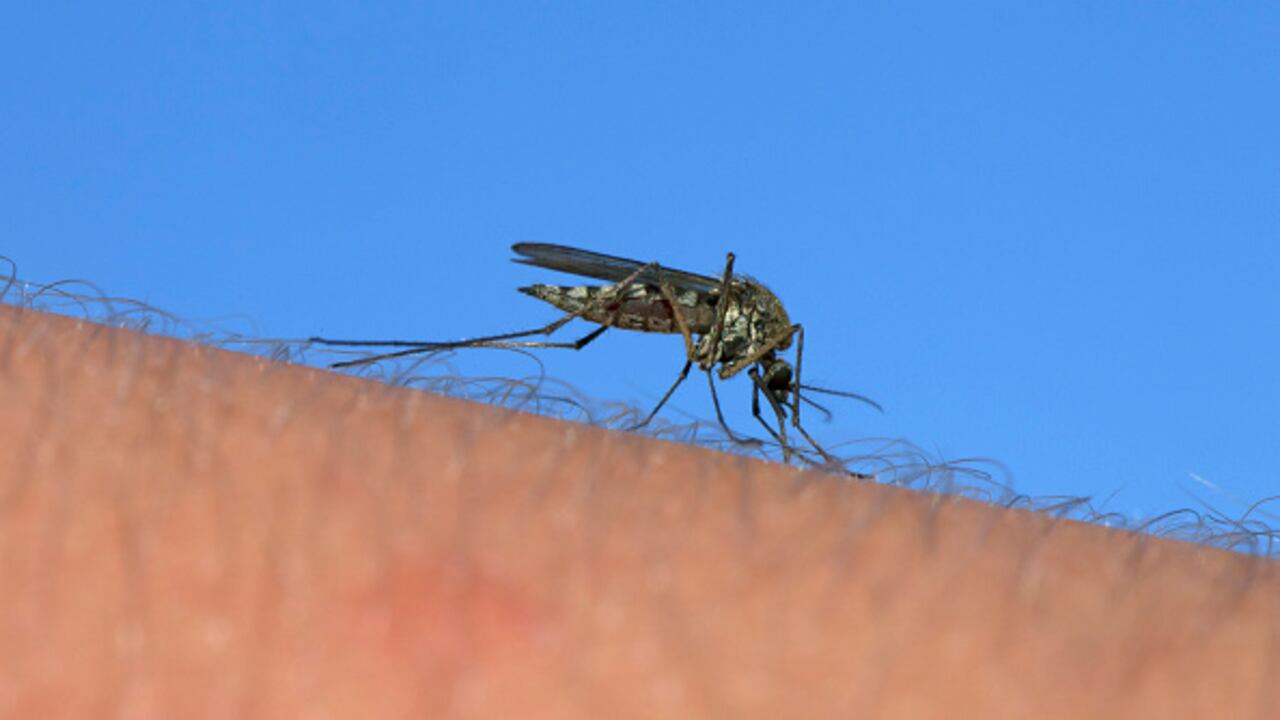 El virus del Oropouche se transmite mediante la picadura de mosquitos.