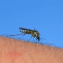 El virus del Oropouche se transmite mediante la picadura de mosquitos.