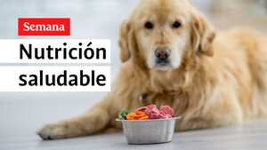Alimentación, clave para una buena salud de las mascotas
