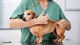 La meta de esta jornada es alcanzar 27.628 animales vacunados.