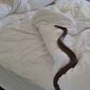 Serpiente en cama