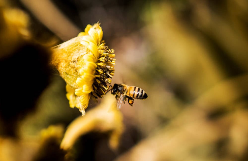 La polinización que hacen las abejas a las flores de los frailejones contribuye a presenvar la vida del páramo. Foto: Sebastián Morillo