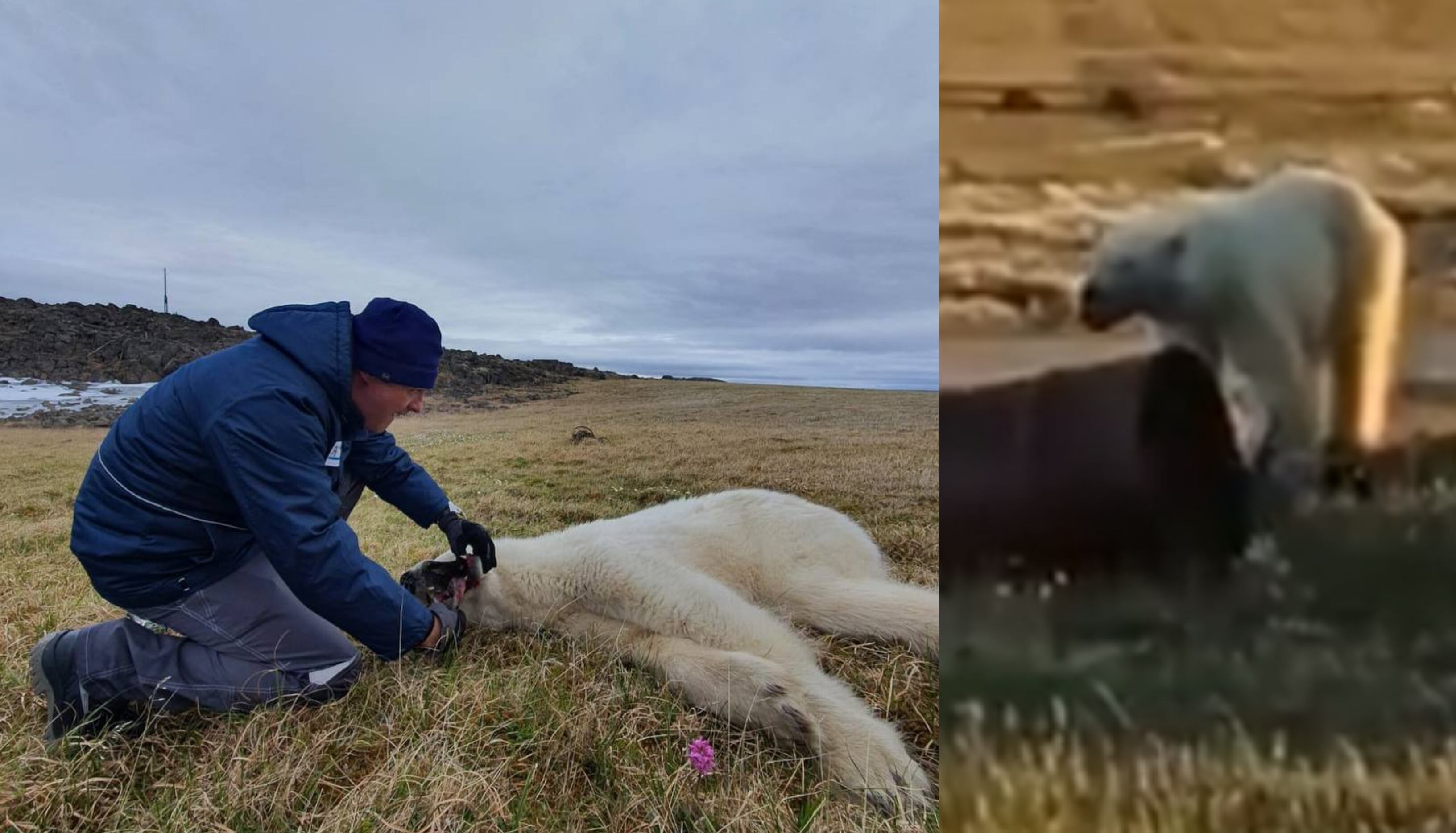 El oso polar fue inmovilizado para atender sus heridas y retirar la lata que le impedía comer y beber.