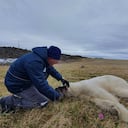 El oso polar fue inmovilizado para atender sus heridas y retirar la lata que le impedía comer y beber.