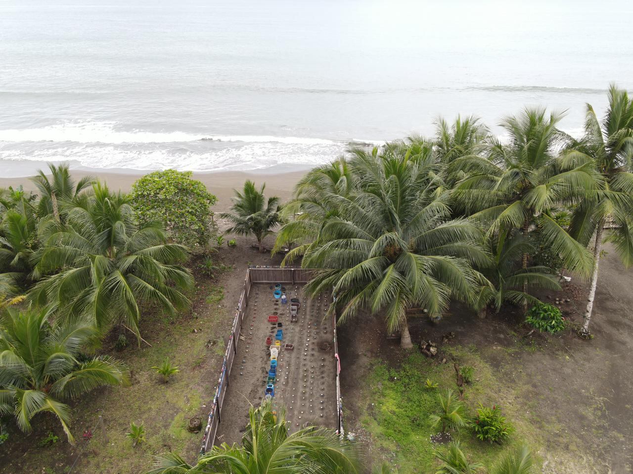 Este es el vivero donde se trasladan los nidos y se incuban, hasta que nacen las tortugas y son liberadas.