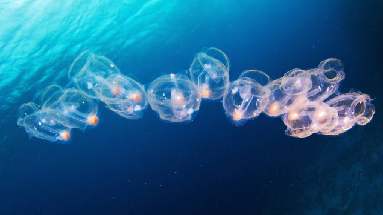 Imagen de referencia de salpas marinas.