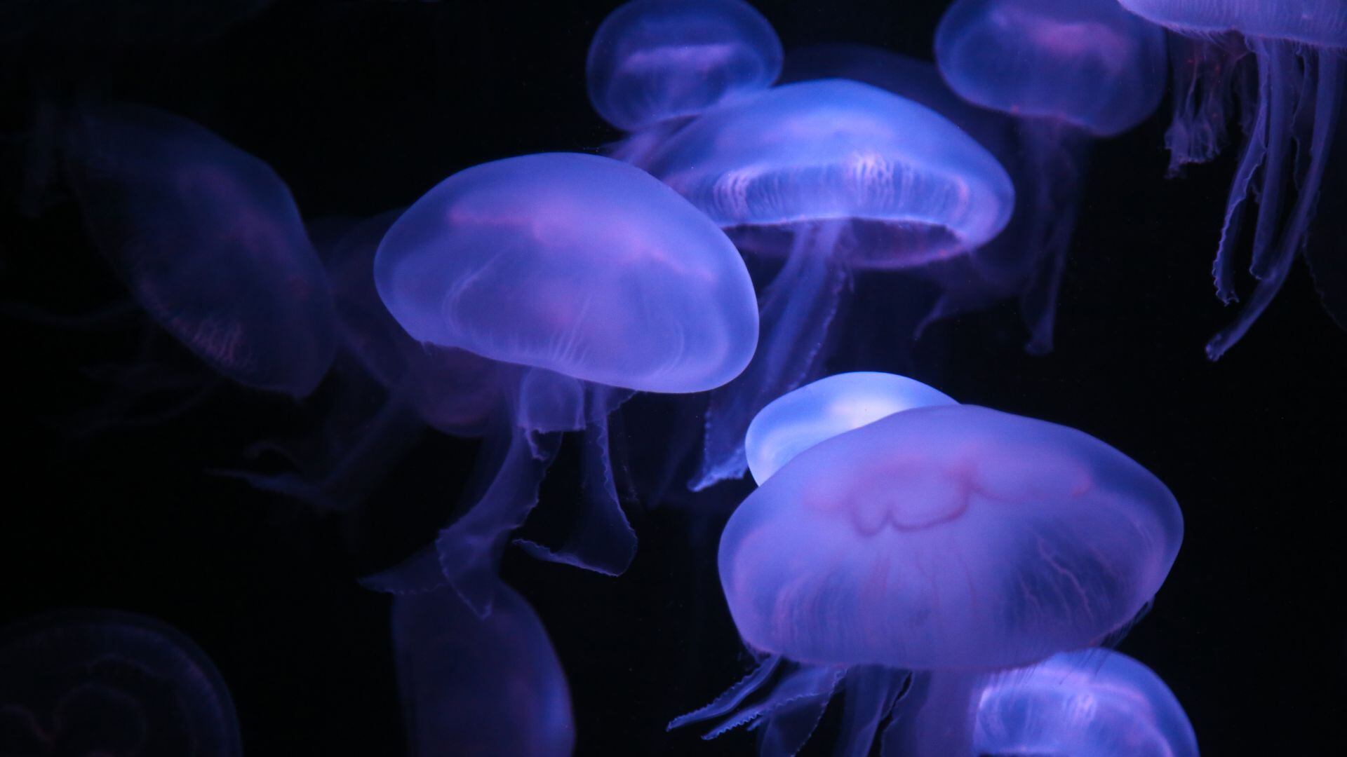 Una medusa de gran tamaño fue hallada en Argentina.