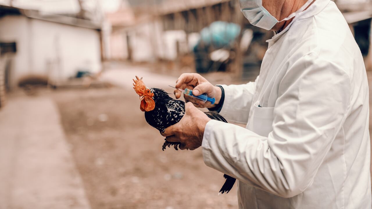 Alertan sobre una posible mutación del virus de la gripe aviar. (Imagen de referencia).