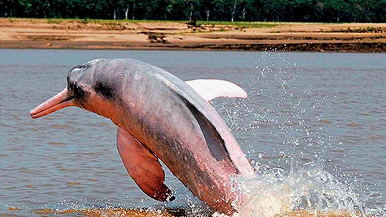 Un estudio del Instituto Nacional de Investigaciones de la Amazonia publicado en 2018 señala que la población de delfín rosado se están reduciendo a la mitad cada 10 años. Foto cortesía: Fundación Omacha.