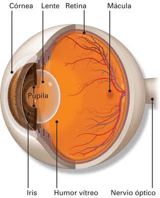 El humor acuoso (conocido también como vítreo) debe salir por la abertura presente en la cornea e iris.